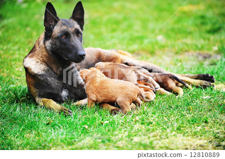 female dog  with puppies 12810889