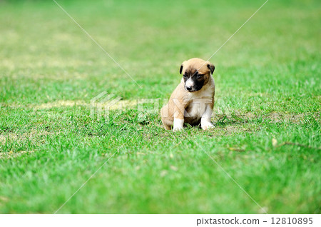 puppy belgian shepherd malinois puppy belgian shepherd malinois 12810895