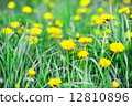 yellow dandelions 12810896