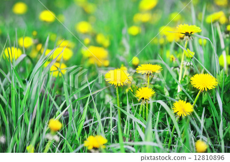 yellow dandelions yellow dandelions 12810896