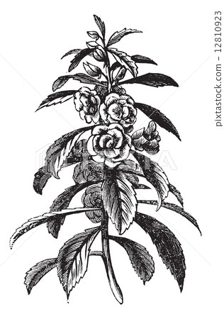 Garden Balsam vintage engraving Garden Balsam vintage engraving 12810923