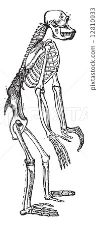 Skeleton of Chimpanzee or Chimp vintage engraving 12810933