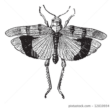 Fig 9. Acrid. Coleopteres, vintage engraving. 12810934