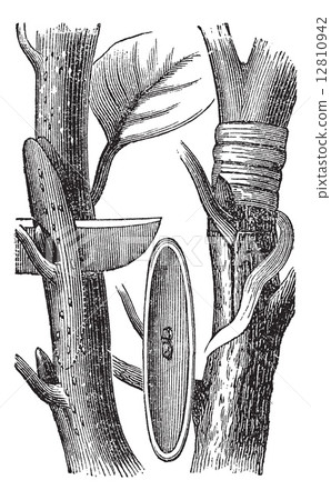 Budding, vintage engraving 12810942