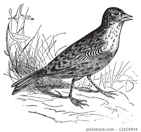 Skylark or Alauda arvensis vintage engraving. Skylark or Alauda arvensis vintage engraving. 12810944