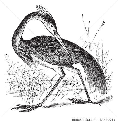 Louisiana Heron (Ardea ludoviciana) or Tricolored Heron (Egretta Louisiana Heron (Ardea ludoviciana) or Tricolored Heron (Egretta 12810945