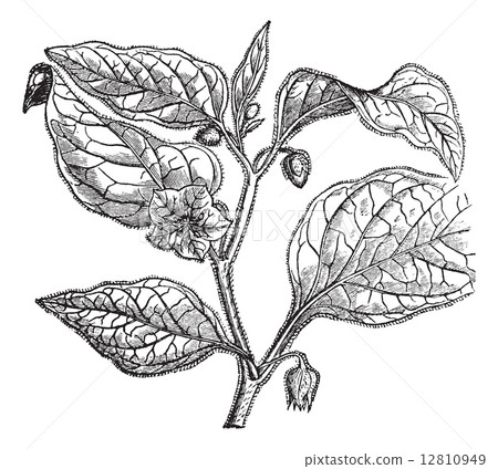 Physalide Peru (Physalis peruviana), vintage engraving. 12810949