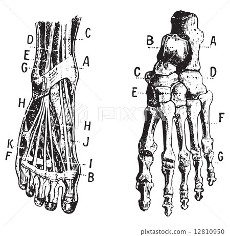 Foot, Fig 1. Muscles, Fig 2. Skeleton, vintage engraving. 12810950
