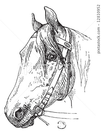 Horse Headcollar and Bit Mouthpiece, vintage engraving 12810952