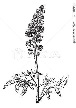 Reseda or Mignonette, vintage engraving. 12810958