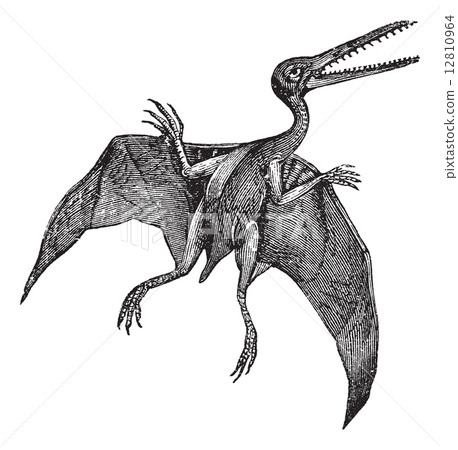 Pterodactylus or Pterodactylus antiquus vintage engraving 12810964