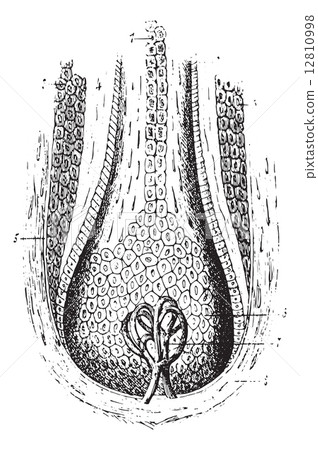 Section of a hair follicle, vintage engraving. 12810998