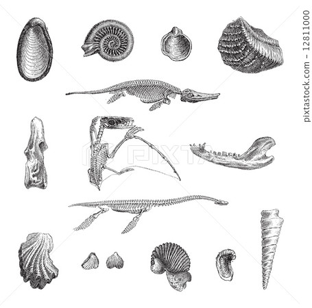 Jurrasic Fauna, vintage engraving Jurrasic Fauna, vintage engraving 12811000