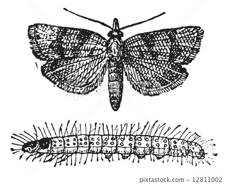 Moth, vintage engraving. 12811002