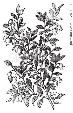 Bilberry, whortleberry or Vaccinium myrtillus engraving Bilberry, whortleberry or Vaccinium myrtillus engraving 12811005