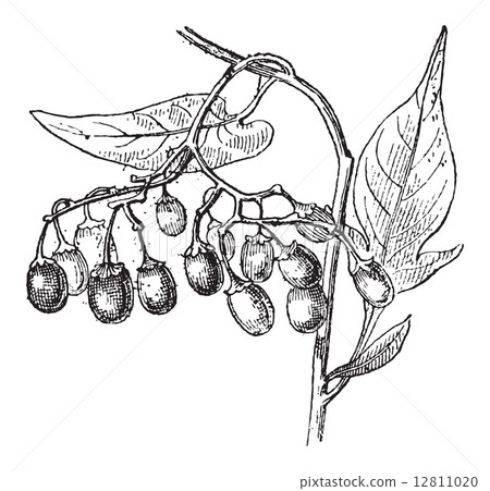Bittersweet or Solanum dulcamara, vintage engraving 12811020