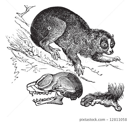 Bengal slow loris or Nycticebus bengalensis vintage engraving 12811058
