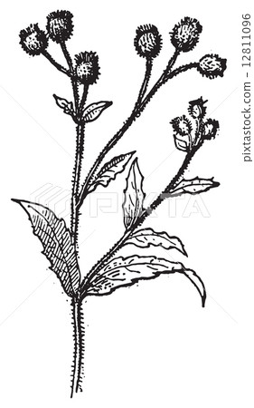 Onopordum, vintage engraving. 12811096