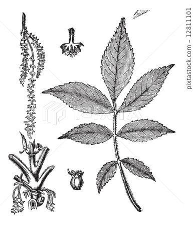 Leaf, base, stem and flower of hickory vintage engraving Leaf, base, stem and flower of hickory vintage engraving 12811101
