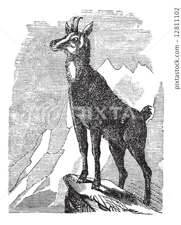 Chamois, or Antilope rupicapra vintage engraving 12811102