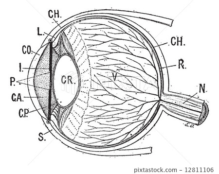 Iris, vintage engraving. 12811106