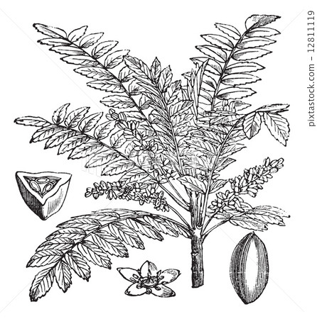 Indian Frankincense or Salai or Boswellia serrata vintage engrav 12811119