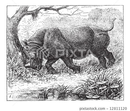 Rhinoceros, vintage engraving. 12811120