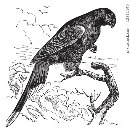 Papuan Lorikeet or Charmosyna papou vintage engraving Papuan Lorikeet or Charmosyna papou vintage engraving 12811140