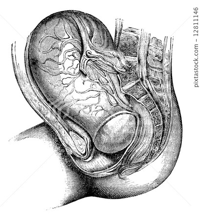 Bag of waters, vintage engraving. 12811146