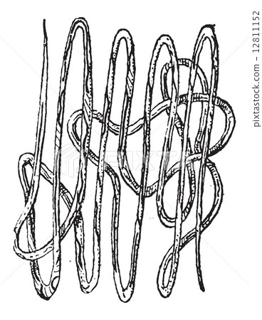 Roundworm, Nematode or Nematoda, vintage engraving 12811152
