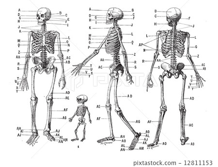 Human skeleton, vintage engraving. 12811153