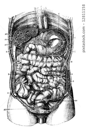 1. Esophagus. 2. Stomach. 3. Orifice pyloric stomach. 4. Duodenu 12811158