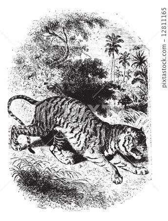 Tiger in forest, vintage engraving. Tiger in forest, vintage engraving. 12811165