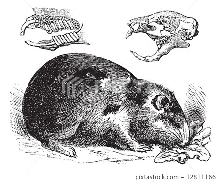 Guinea pig or Cavy or Cavia porcellus vintage engraving Guinea pig or Cavy or Cavia porcellus vintage engraving 12811166