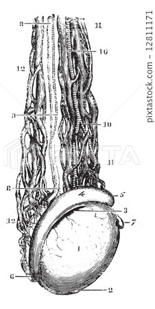 Testicular vein or Spermatic veins, vintage engraving. Testicular vein or Spermatic veins, vintage engraving. 12811171