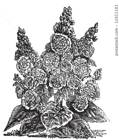 Double dwarf hollyhocks or Alcea rosea vintage engraving. Double dwarf hollyhocks or Alcea rosea vintage engraving. 12811181