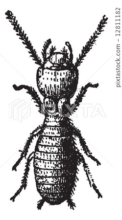 Fig 2. Termite, vintage engraving. 12811182