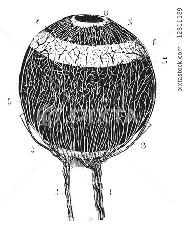 Arteries of the eye, vintage engraving. 12811189