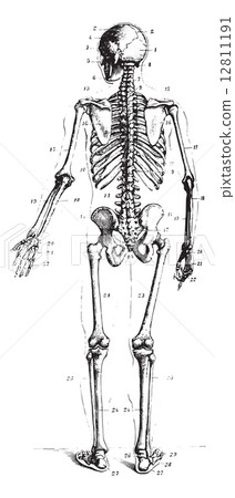Skeleton, vintage engraving. 12811191
