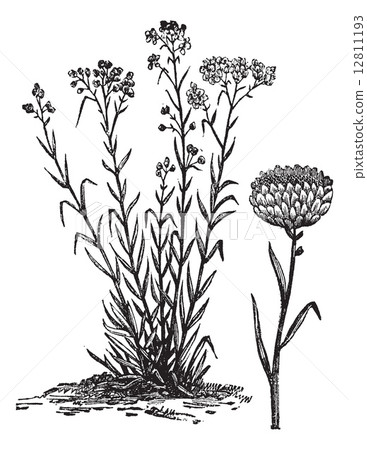 Helichrysum orientale vintage engraving 12811193