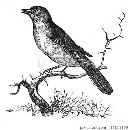 Nightingale or Luscinia megarhynchos vintage engraving 12811199