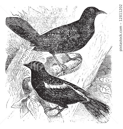 Bobolink or Dolichonyx oryzivorus, two, birds, vintage engraving Bobolink or Dolichonyx oryzivorus, two, birds, vintage engraving 12811202