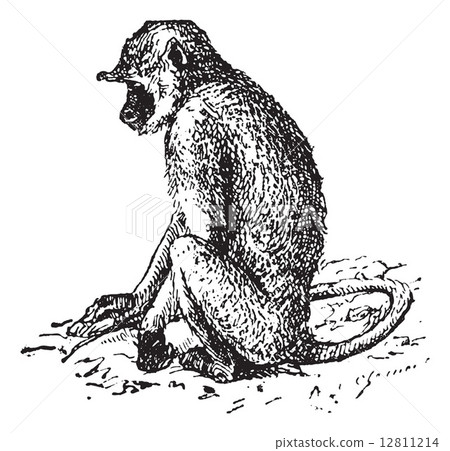 Gray langurs or Semnopithecus, vintage engraving. 12811214