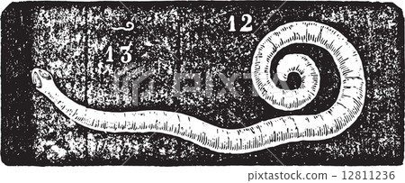 Pinworm or Enterobius, vintage engraving. 12811236