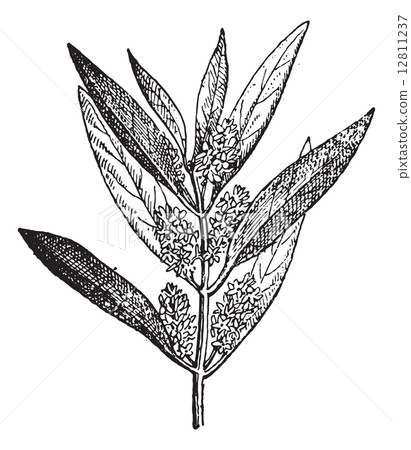 Olives plant with flowers, vintage engraving. 12811237