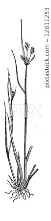Juncus bufonius or Toad rush, vintage engraving. 12811253