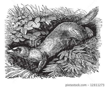 Ferret or Mustela putorius furo vintage engraving. Ferret or Mustela putorius furo vintage engraving. 12811273