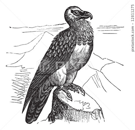 Bearded Vulture (Gypaetus barbatus) or Lammergeyer vintage engra 12811275