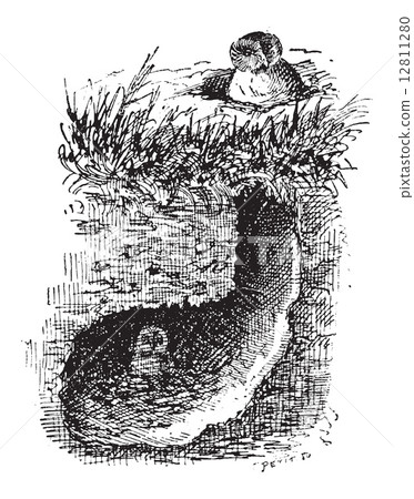 Nest of the Burrowing Owl or Athene cunicularia, vintage engravi Nest of the Burrowing Owl or Athene cunicularia, vintage engravi 12811280