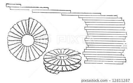Diatoms, vintage engraved illustration Diatoms, vintage engraved illustration 12811287